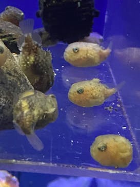 新江ノ島水族館に投稿された画像（2023/9/3）