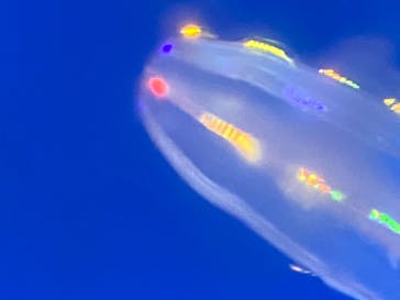 新江ノ島水族館に投稿された画像（2023/9/3）