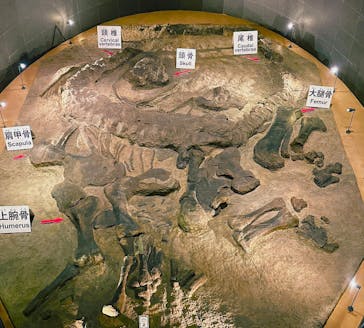 福井県立恐竜博物館に投稿された画像（2023/9/3）