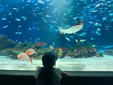 サンシャイン水族館に投稿された画像（2023/9/4）