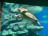 名古屋港水族館に投稿された画像（2023/9/4）