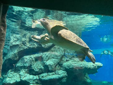 名古屋港水族館に投稿された画像（2023/9/4）