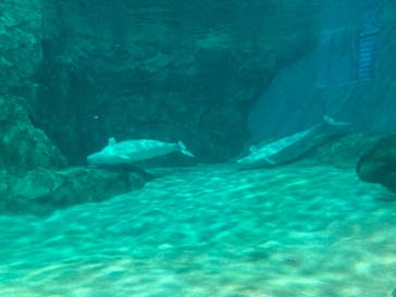 名古屋港水族館に投稿された画像（2023/9/4）