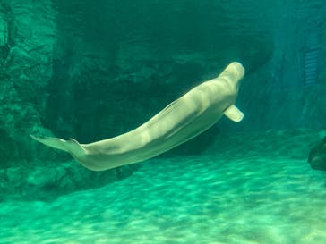 名古屋港水族館に投稿された画像（2023/9/4）