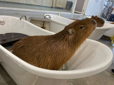 アニタッチみなとみらいに投稿された画像（2023/9/4）