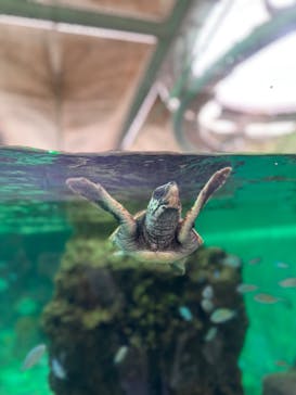 鴨川シーワールドに投稿された画像（2023/9/4）