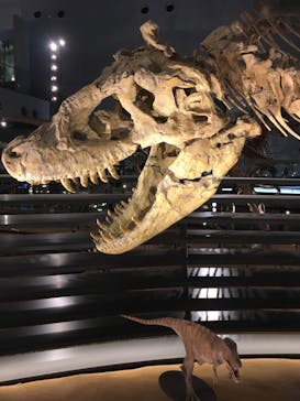 福井県立恐竜博物館に投稿された画像（2023/9/4）