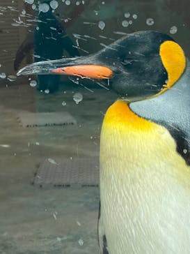 下田海中水族館に投稿された画像（2023/9/4）