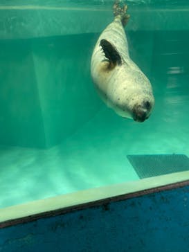 下田海中水族館に投稿された画像（2023/9/4）