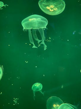 下田海中水族館に投稿された画像（2023/9/4）