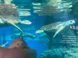 名古屋港水族館に投稿された画像（2023/9/4）