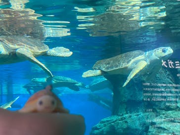 名古屋港水族館に投稿された画像（2023/9/4）