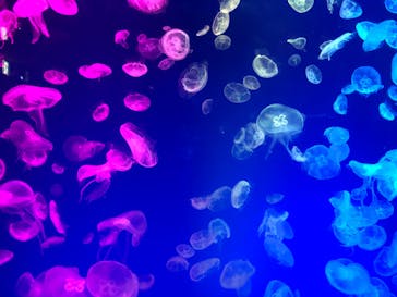 名古屋港水族館に投稿された画像（2023/9/4）