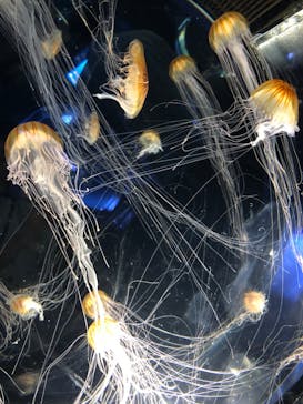 名古屋港水族館に投稿された画像（2023/9/4）