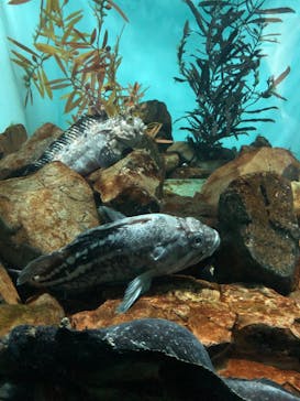 名古屋港水族館に投稿された画像（2023/9/4）