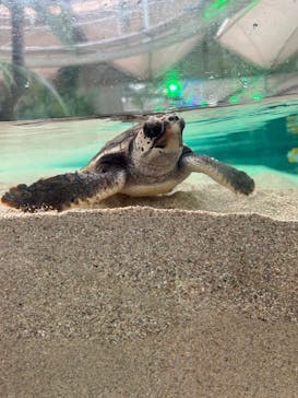 鴨川シーワールドに投稿された画像（2023/9/4）