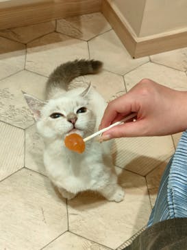 猫カフェモカ　イオンモール幕張新都心店に投稿された画像（2023/9/4）