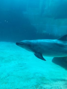 名古屋港水族館に投稿された画像（2023/9/4）