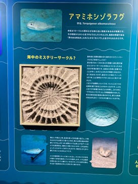 マリンワールド海の中道に投稿された画像（2023/9/4）