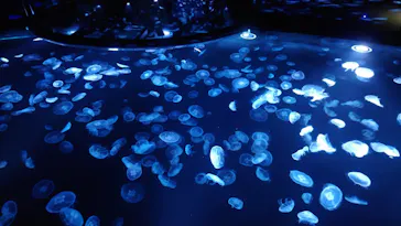 すみだ水族館に投稿された画像（2023/9/4）