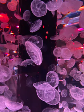 マクセル アクアパーク品川に投稿された画像（2023/9/4）