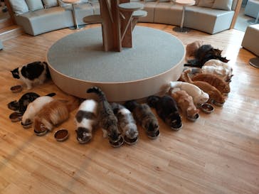 猫カフェモカ　イオンレイクタウン店に投稿された画像（2023/9/5）