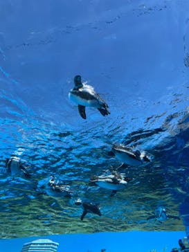 サンシャイン水族館に投稿された画像（2023/9/5）