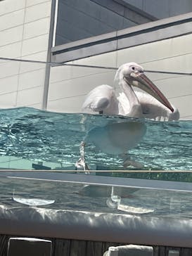 サンシャイン水族館に投稿された画像（2023/9/5）