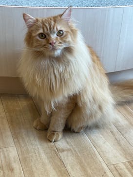 猫カフェモカ　イオンレイクタウン店に投稿された画像（2023/9/5）