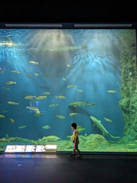 サケのふるさと 千歳水族館に投稿された画像（2023/9/5）