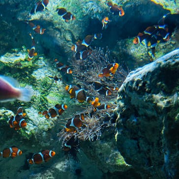 サンシャイン水族館に投稿された画像（2023/9/5）