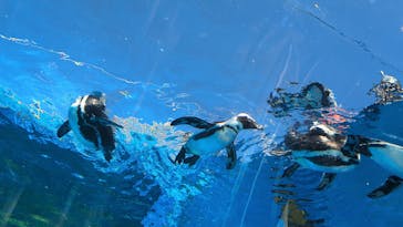 サンシャイン水族館に投稿された画像（2023/9/5）
