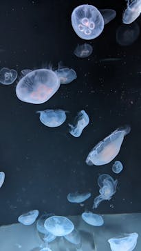 サンシャイン水族館に投稿された画像（2023/9/5）