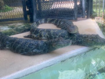 熱川バナナワニ園に投稿された画像（2023/9/5）