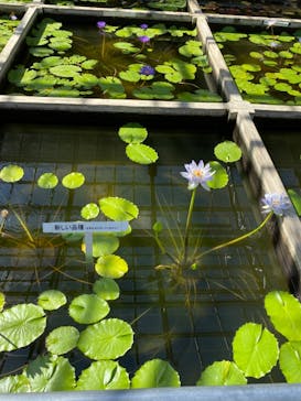 熱川バナナワニ園に投稿された画像（2023/9/5）