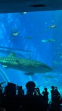 沖縄美ら海水族館に投稿された画像（2023/9/5）