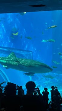 沖縄美ら海水族館に投稿された画像（2023/9/5）