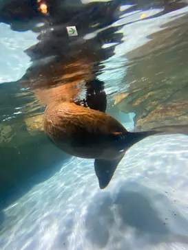 マクセル アクアパーク品川に投稿された画像（2023/9/5）