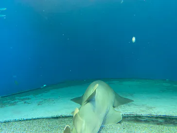 マクセル アクアパーク品川に投稿された画像（2023/9/5）