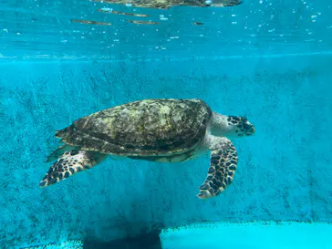 仙台うみの杜水族館に投稿された画像（2023/9/5）