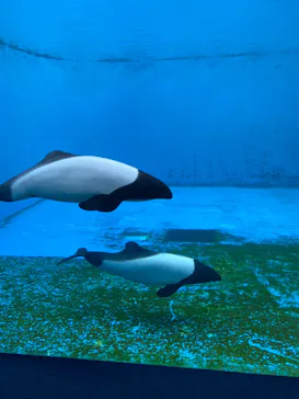 仙台うみの杜水族館に投稿された画像（2023/9/5）