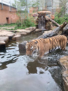 那須サファリパークに投稿された画像（2023/9/5）