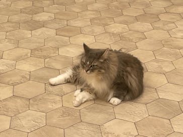 猫カフェモカ　イオンモール幕張新都心店に投稿された画像（2023/9/5）