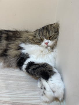 猫カフェモカ　イオンモール幕張新都心店に投稿された画像（2023/9/5）