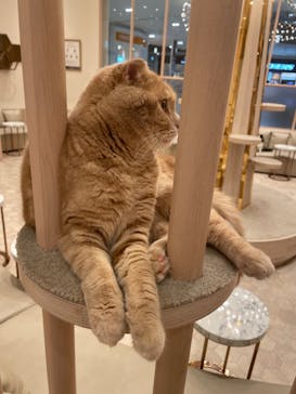 猫カフェモカ　イオンモール幕張新都心店に投稿された画像（2023/9/5）