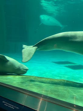 鴨川シーワールドに投稿された画像（2023/9/5）