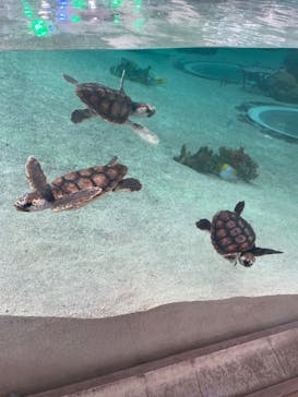 鴨川シーワールドに投稿された画像（2023/9/5）