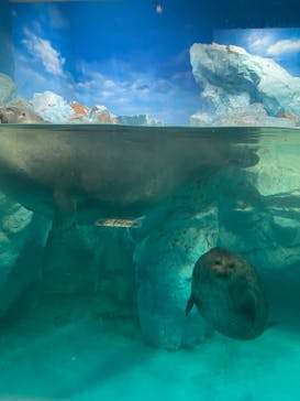 鴨川シーワールドに投稿された画像（2023/9/5）