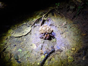 石垣島 ADVENTURE PiPi（イシガキジマアドベンチャーピピ）に投稿された画像（2023/9/5）