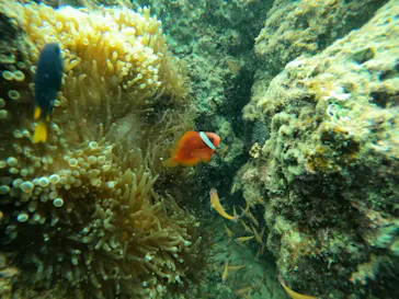 武藤潜水に投稿された画像（2023/9/6）